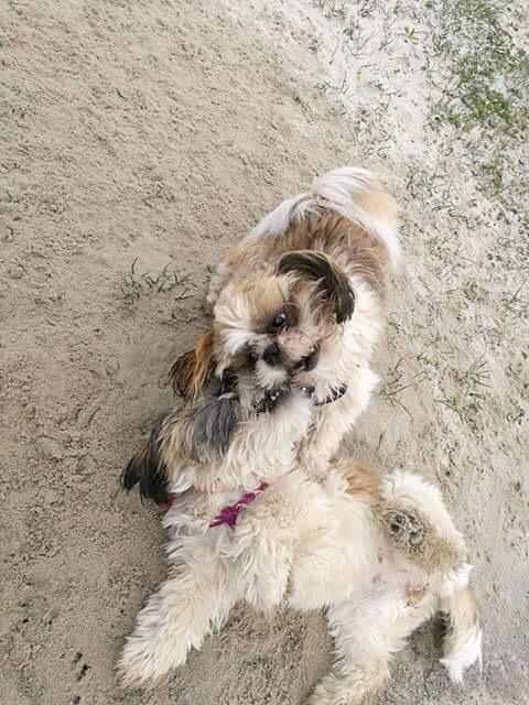 Shih tzu Bella billede 18