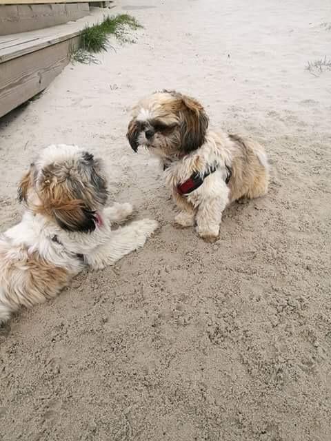 Shih tzu Bella billede 20