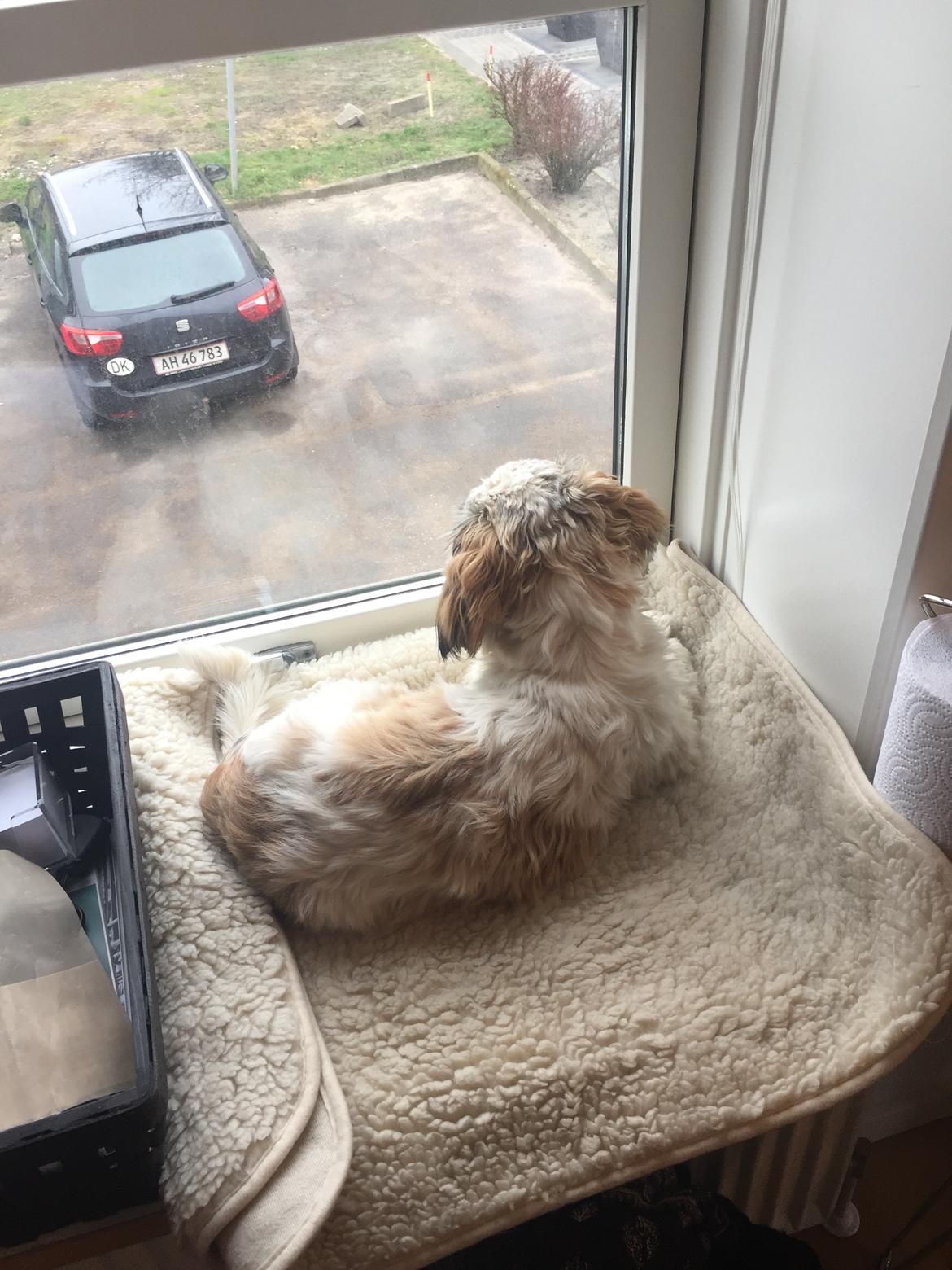 Shih tzu Bella billede 22