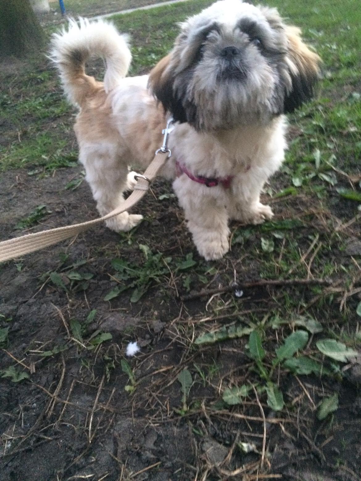 Shih tzu Bella billede 21