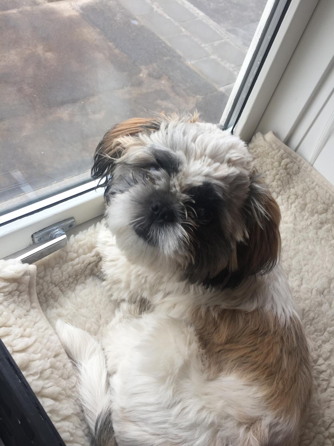 Shih tzu Bella billede 23
