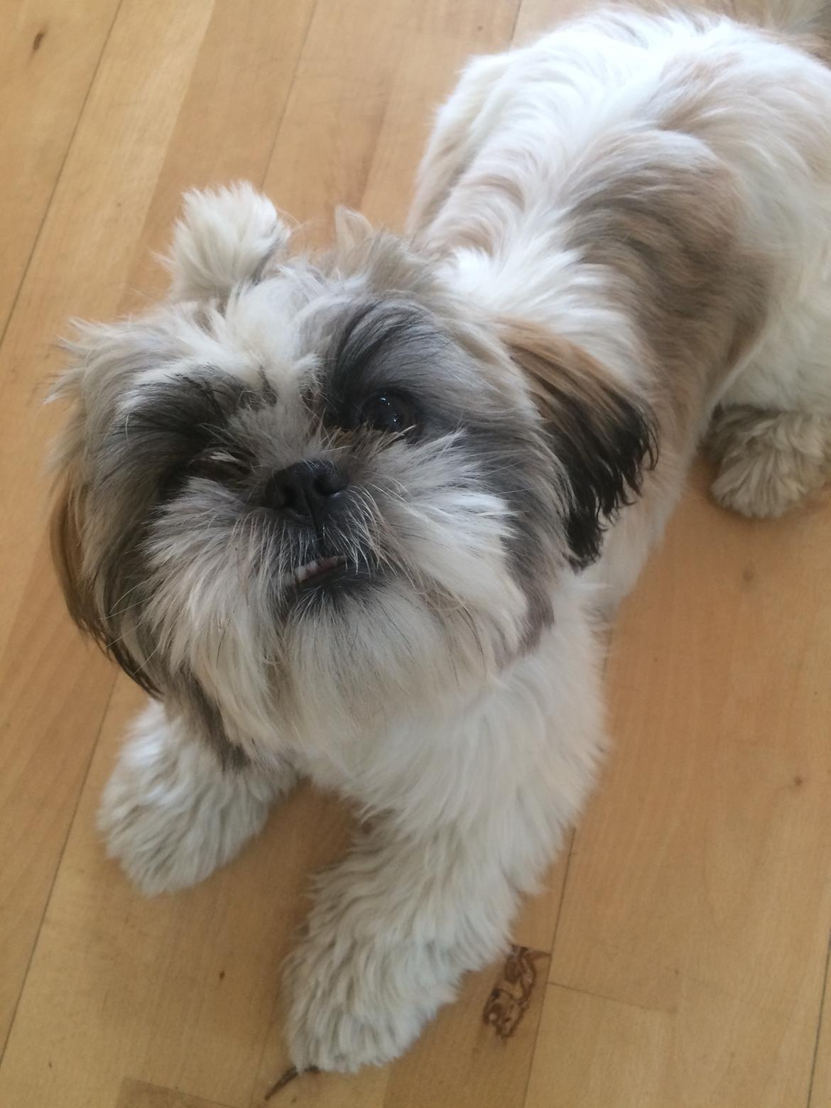 Shih tzu Bella billede 13