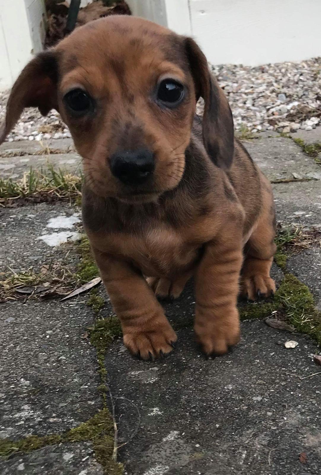 Dværggravhund Frida  billede 1