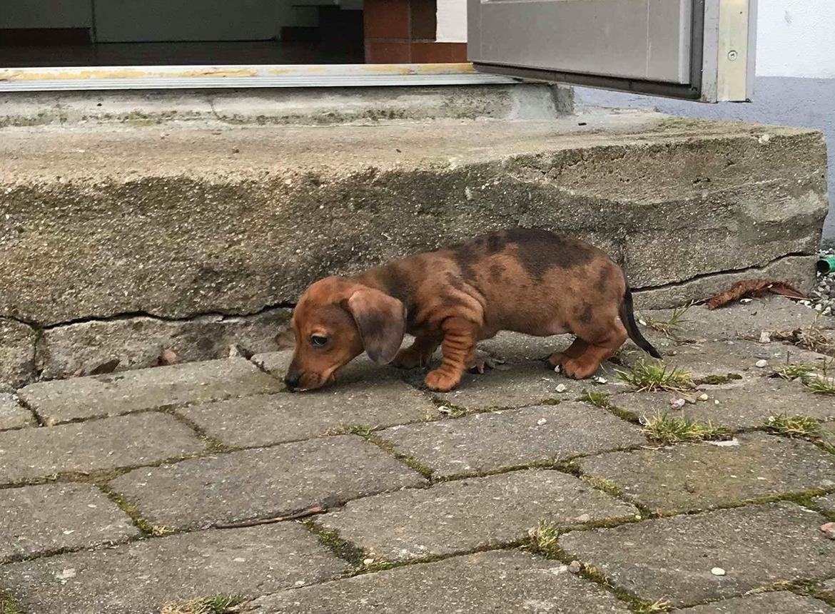 Dværggravhund Frida  billede 5