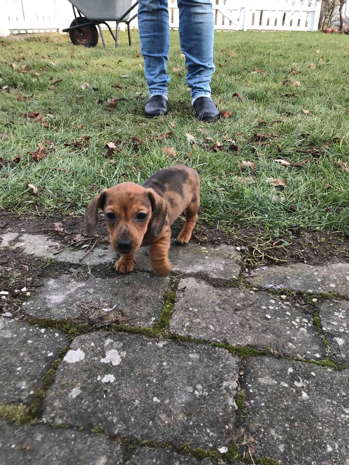 Dværggravhund Frida  billede 6