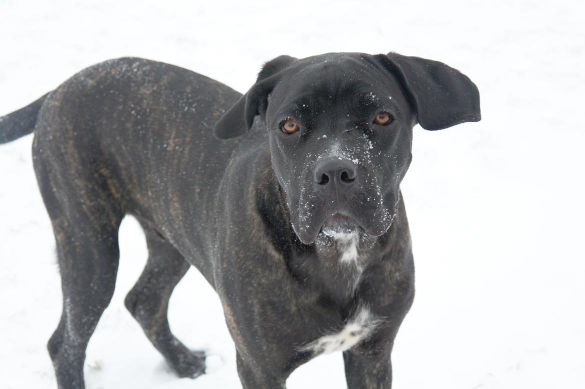 Cane corso Werner billede 1