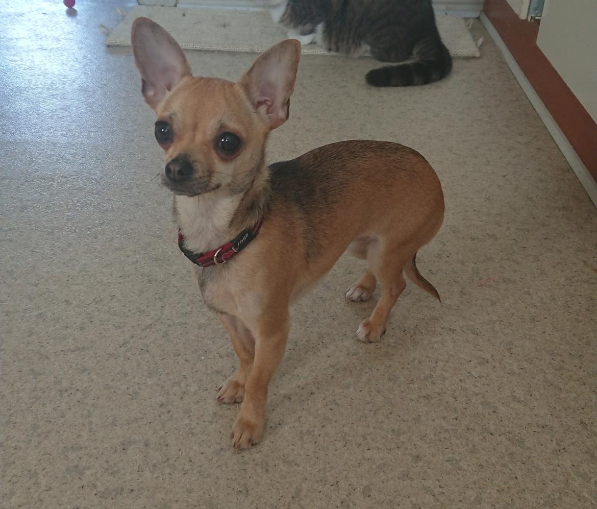 Chihuahua Nessi billede 13