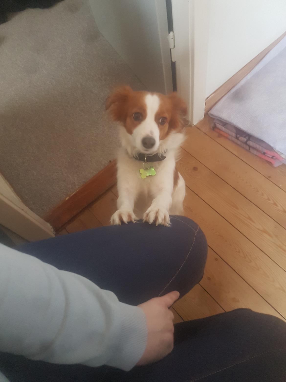 Kooikerhondje Clara billede 11