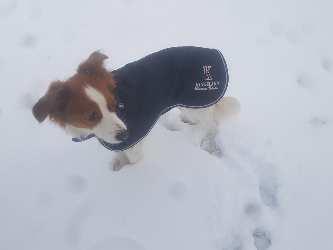 Kooikerhondje Clara billede 12