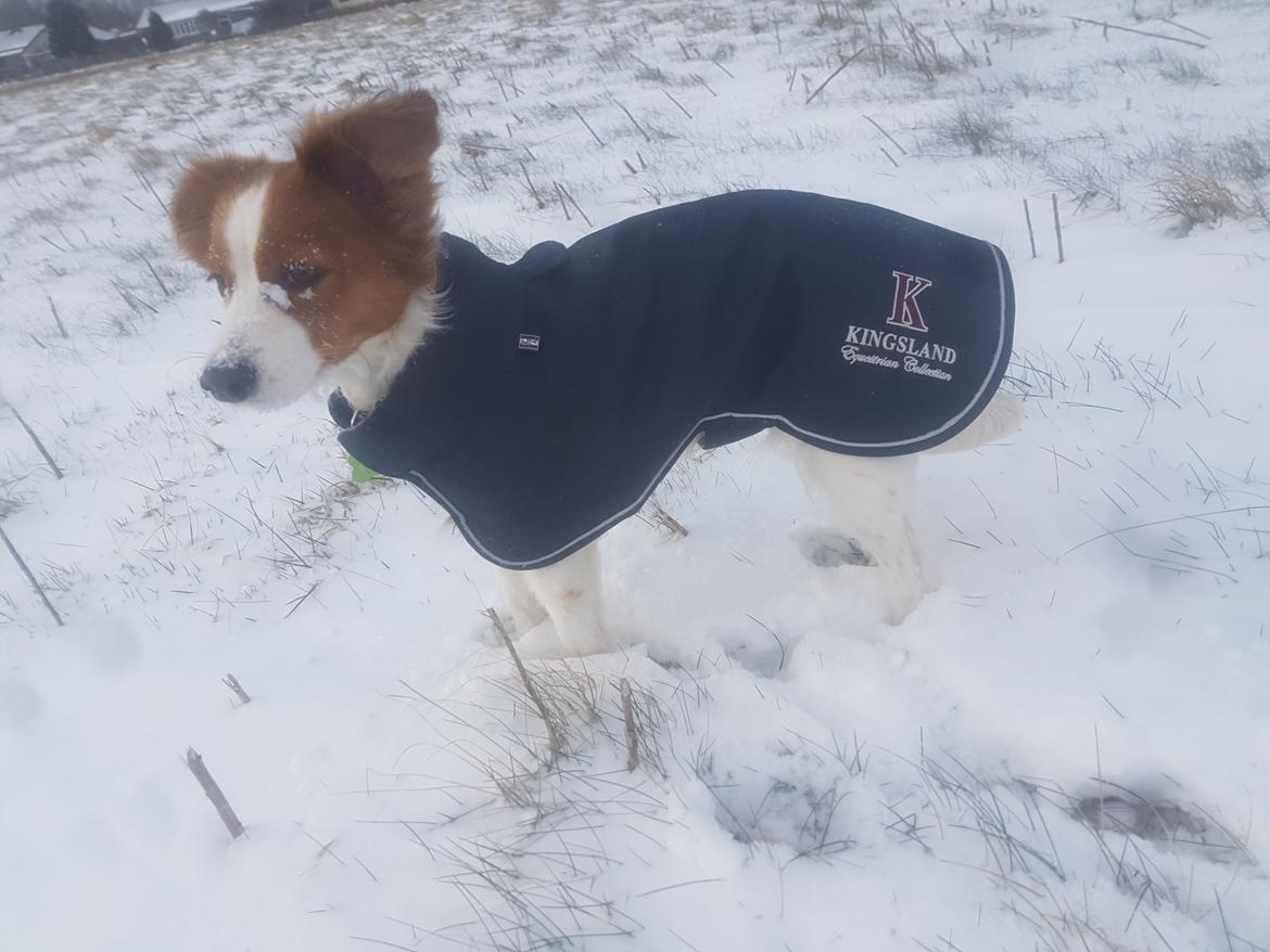 Kooikerhondje Clara billede 13