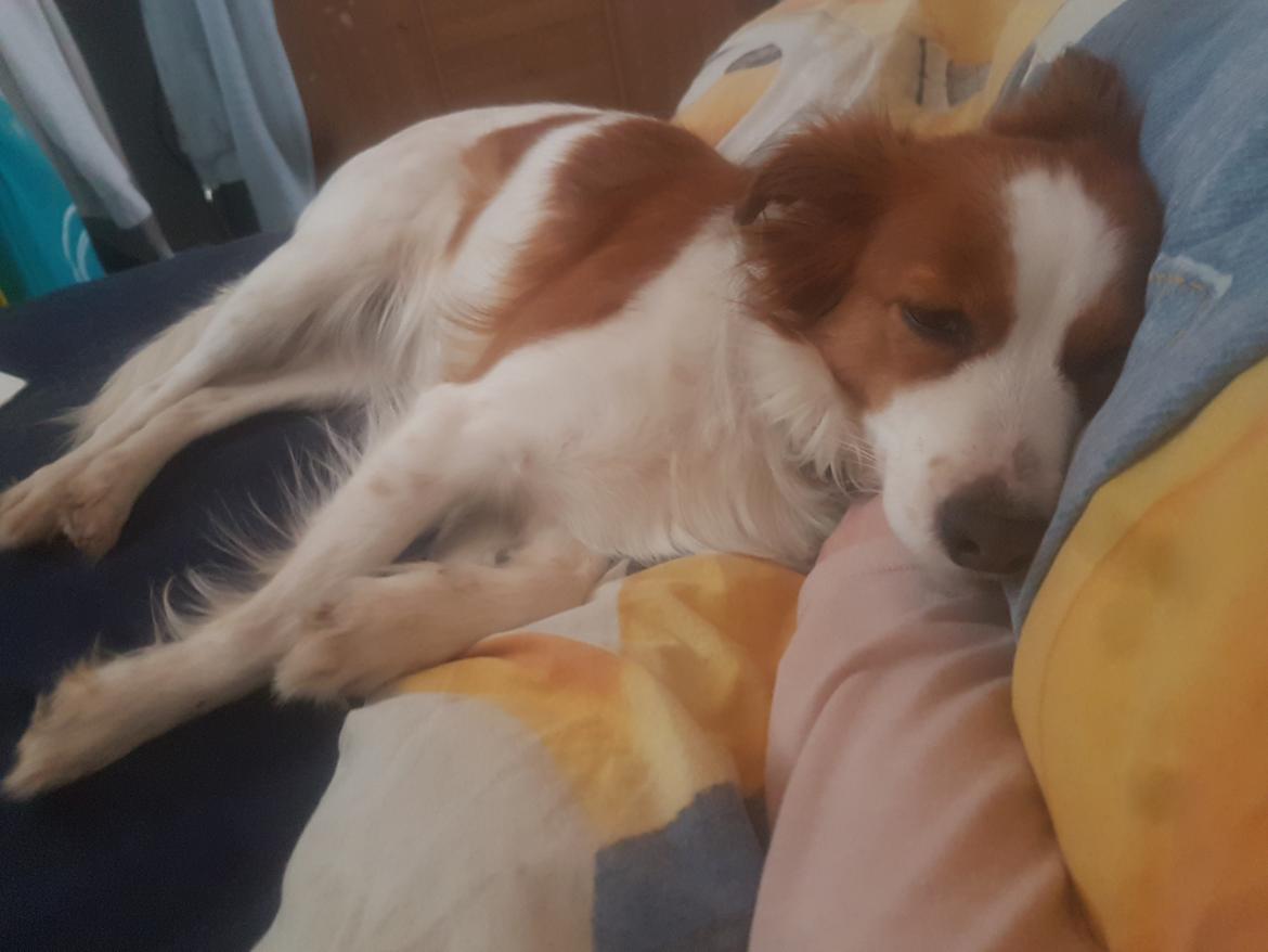 Kooikerhondje Clara billede 14