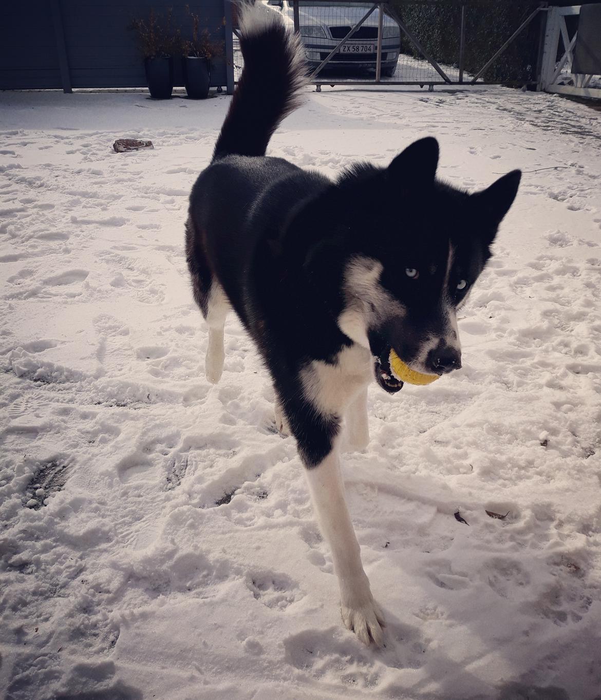 Siberian husky Boss billede 7