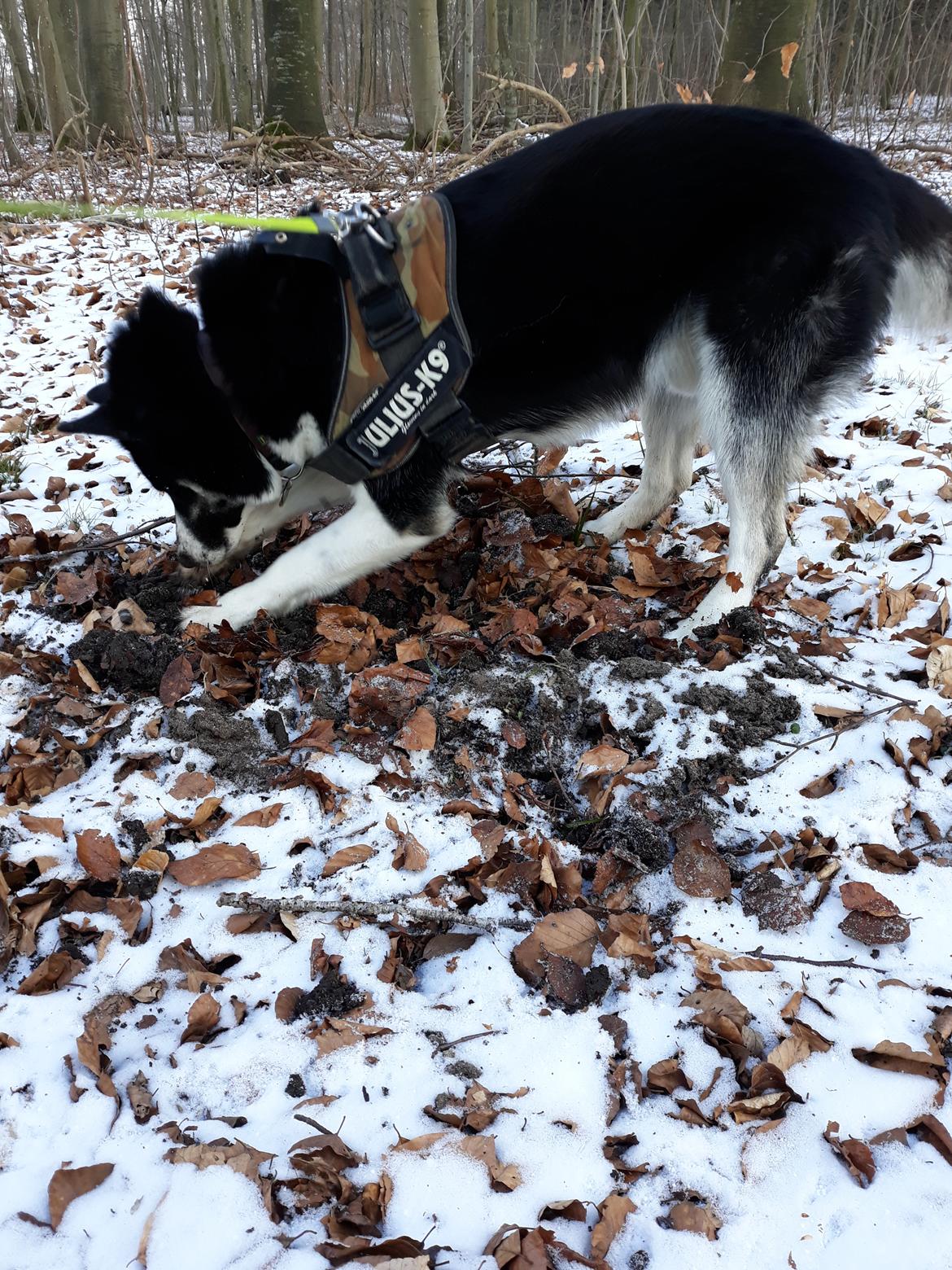 Siberian husky Boss billede 9