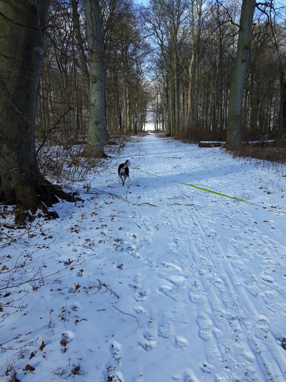 Siberian husky Boss billede 11