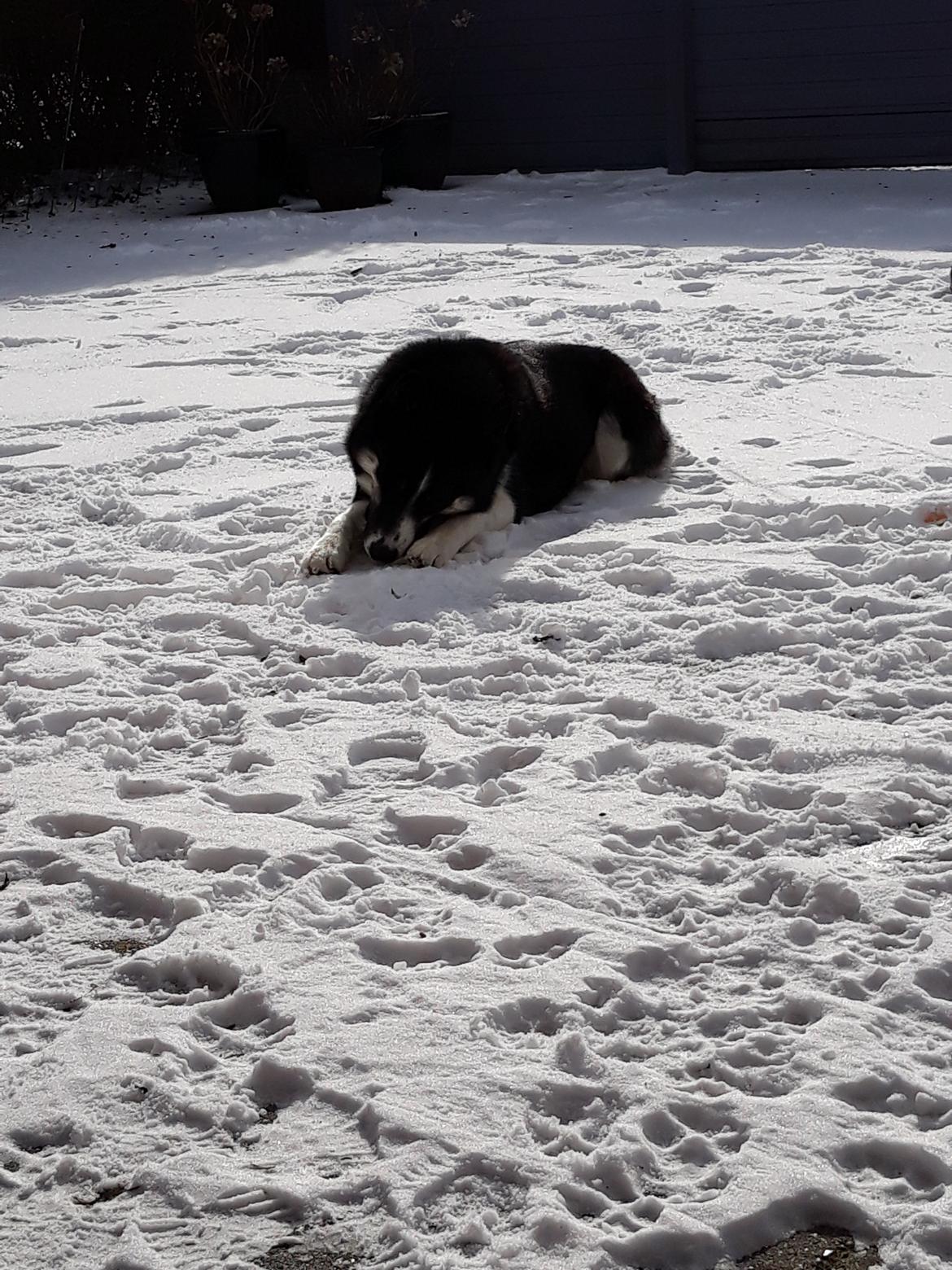 Siberian husky Boss billede 8