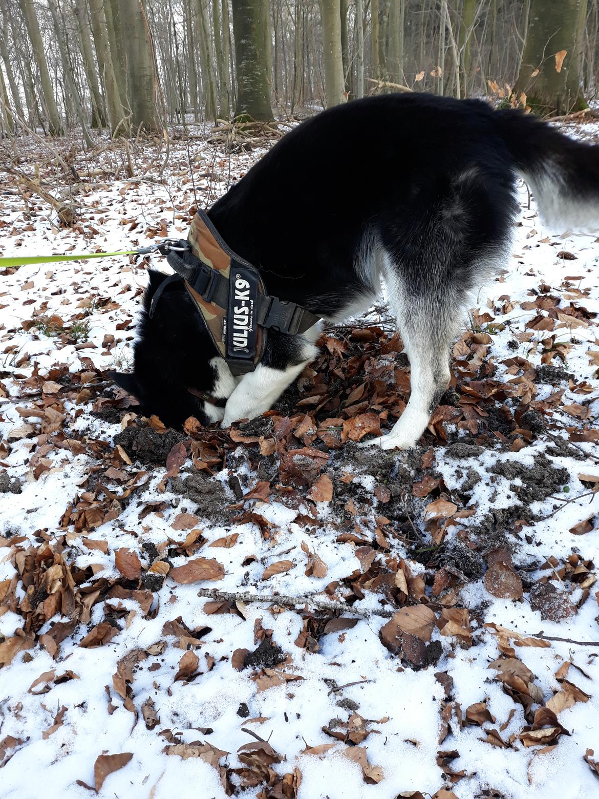 Siberian husky Boss billede 10