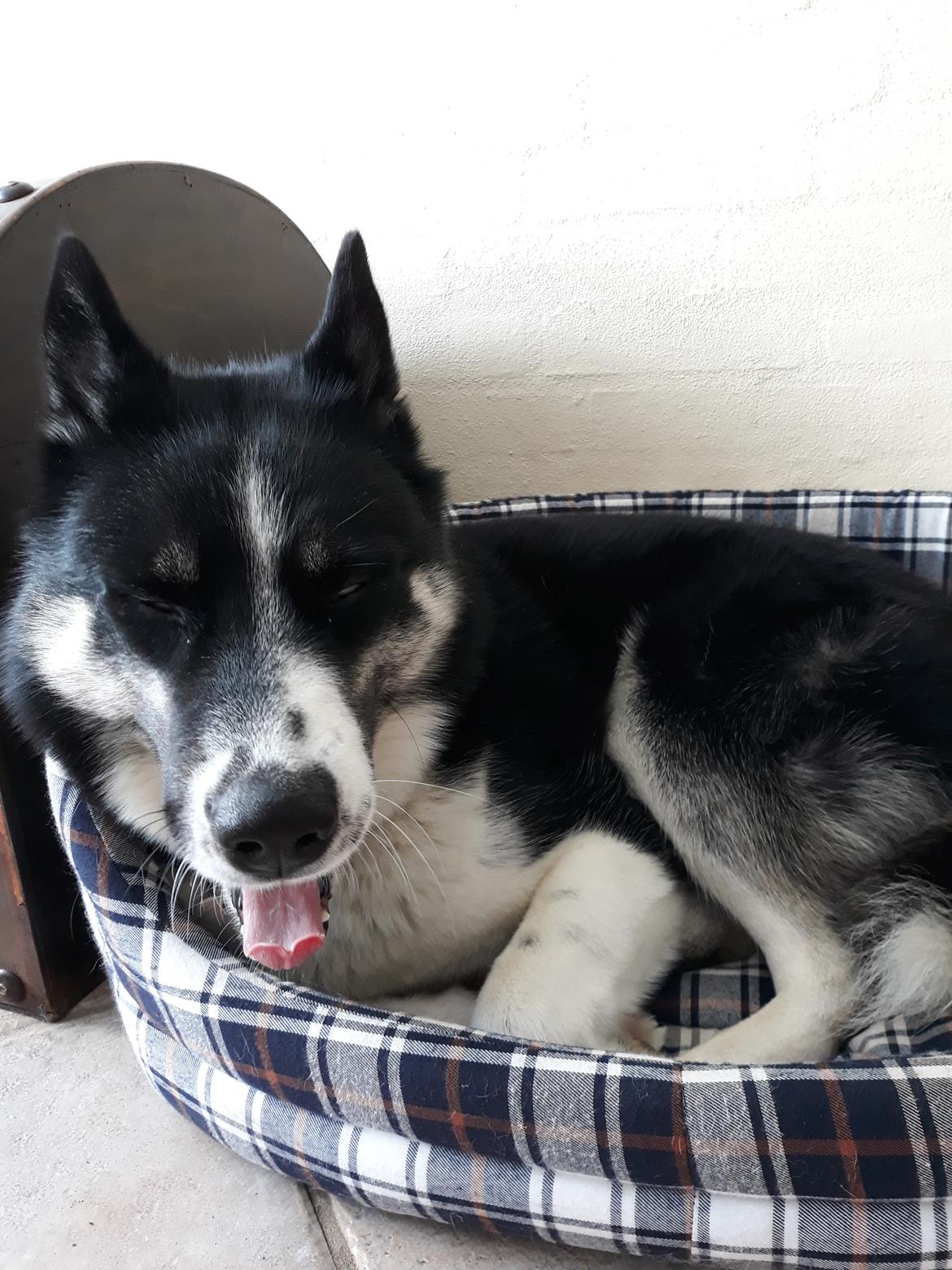 Siberian husky Boss billede 12