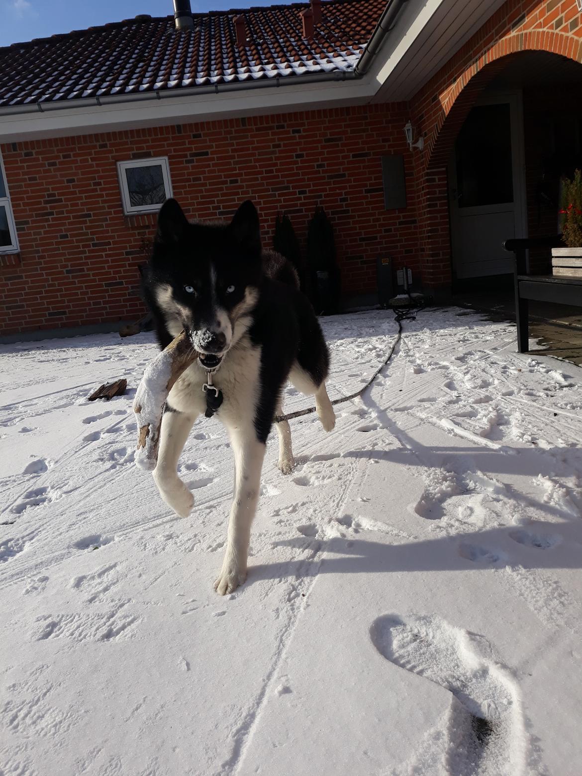 Siberian husky Boss billede 13