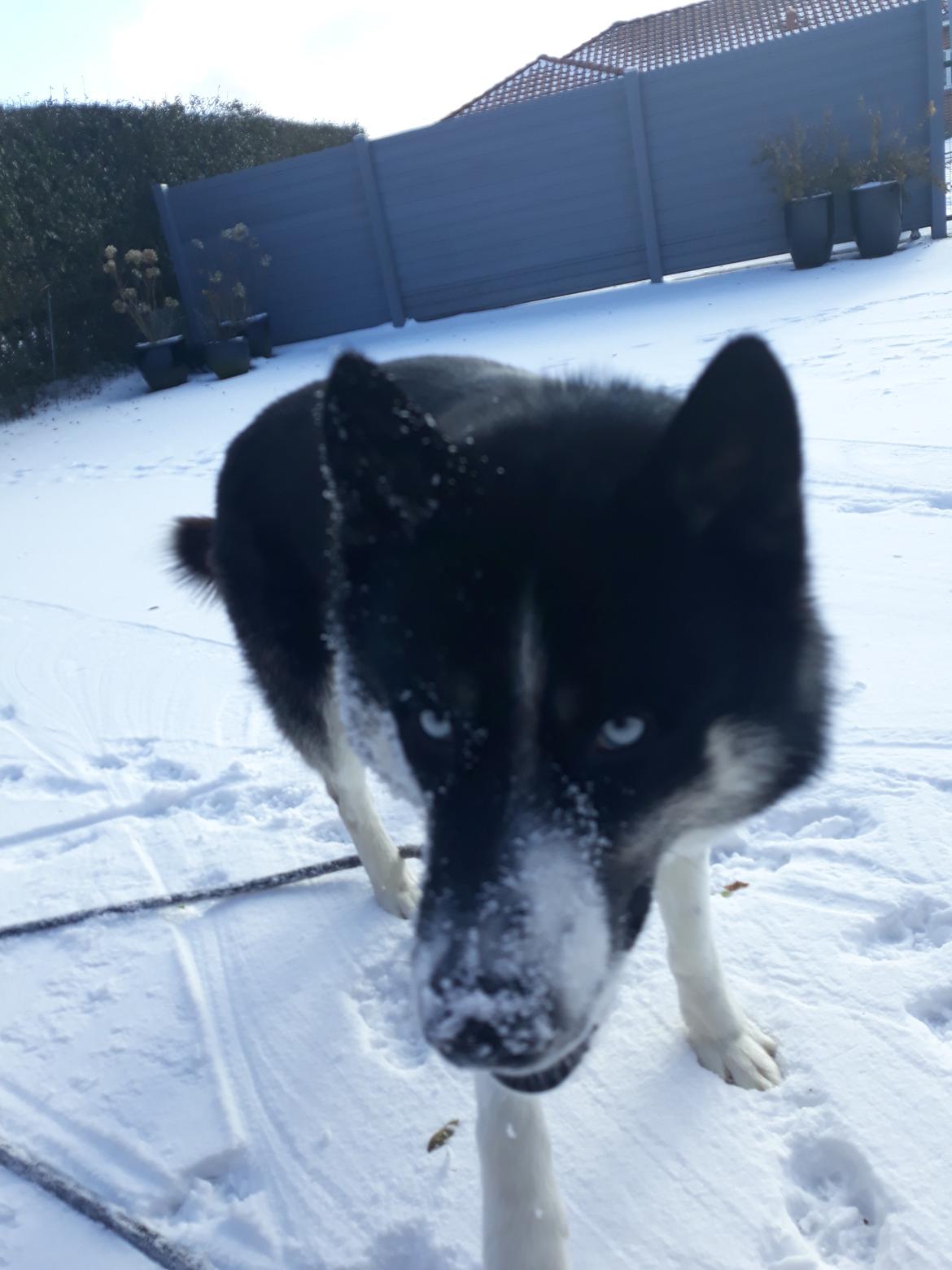 Siberian husky Boss billede 14