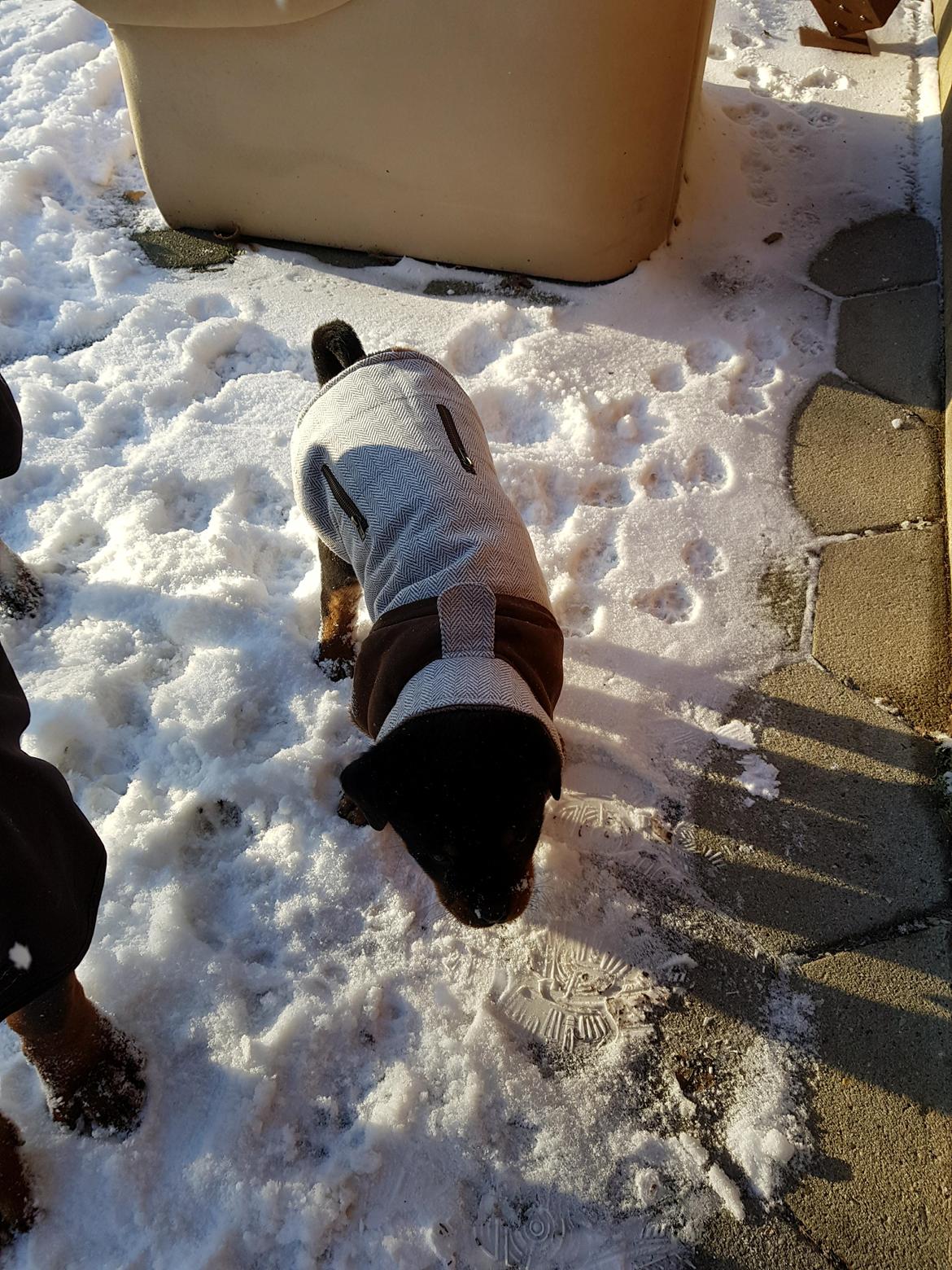 Rottweiler Floppy Dogs 1. Queen billede 6