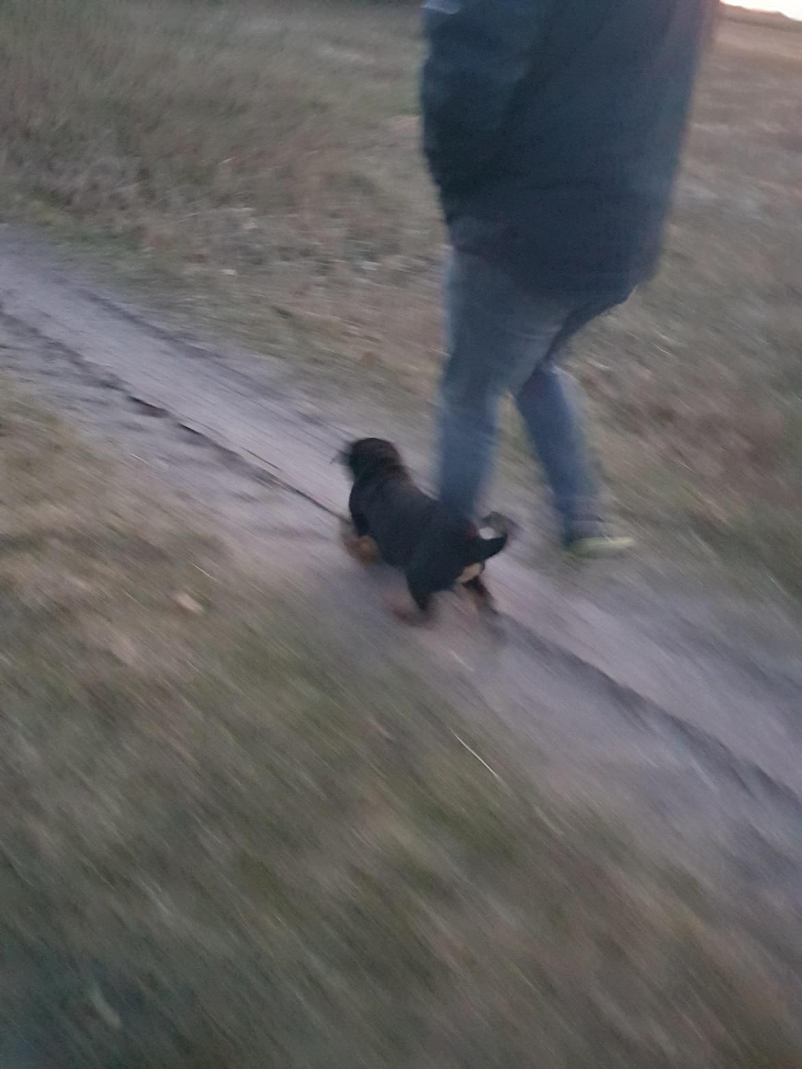 Rottweiler Floppy Dogs 1. Queen billede 8