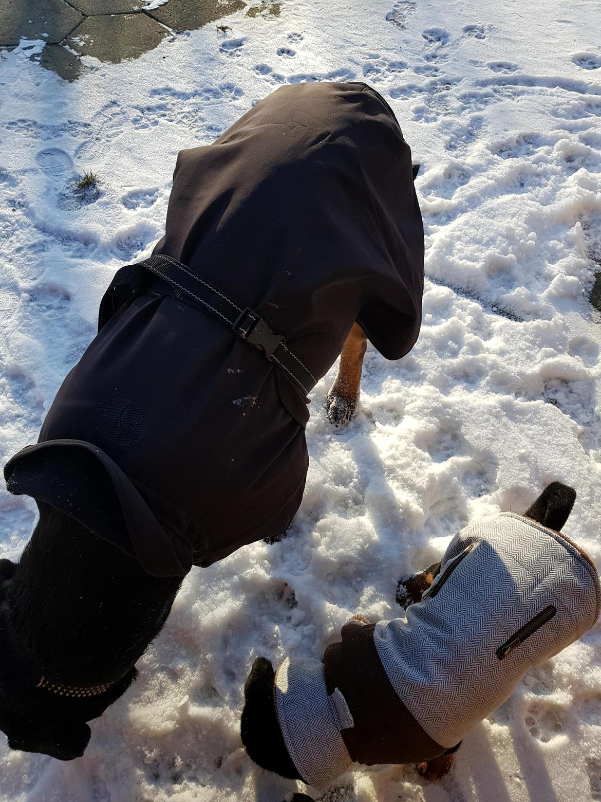 Rottweiler Floppy Dogs 1. Queen billede 9