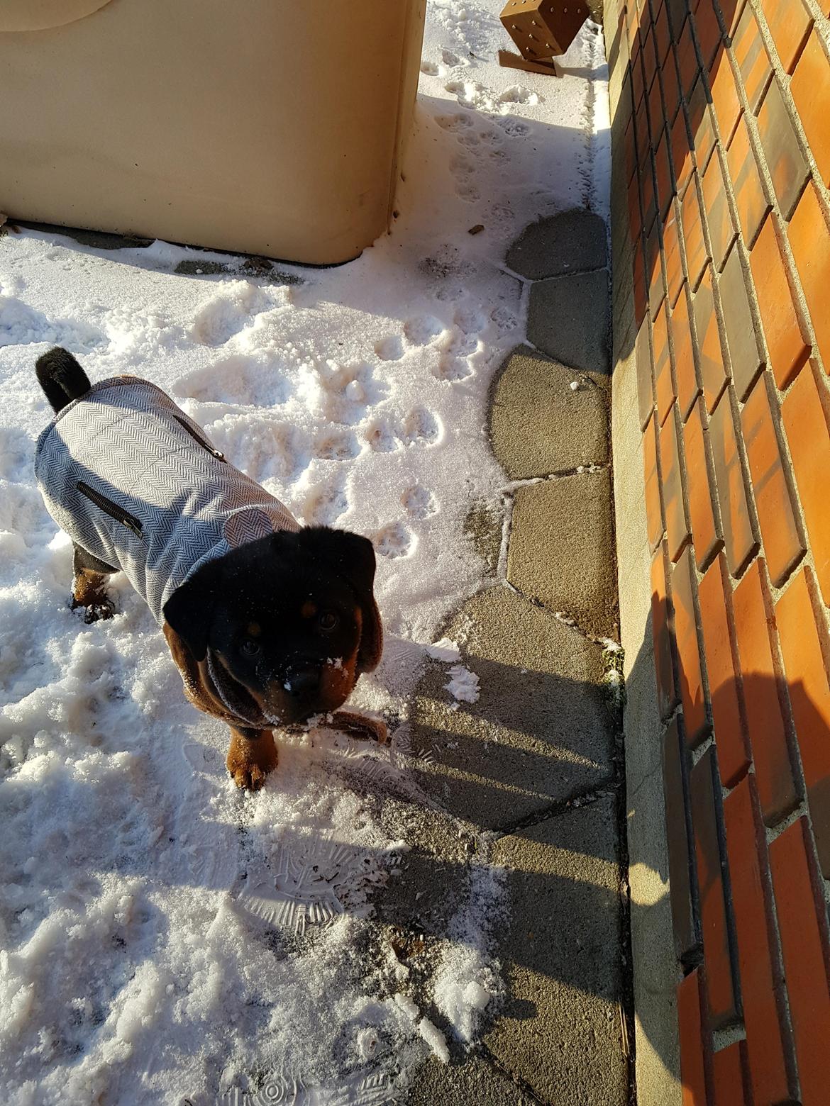 Rottweiler Floppy Dogs 1. Queen billede 7