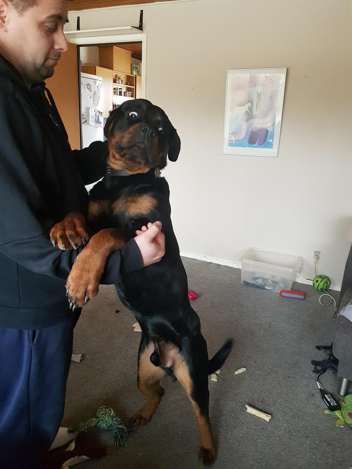 Rottweiler Anzo billede 17