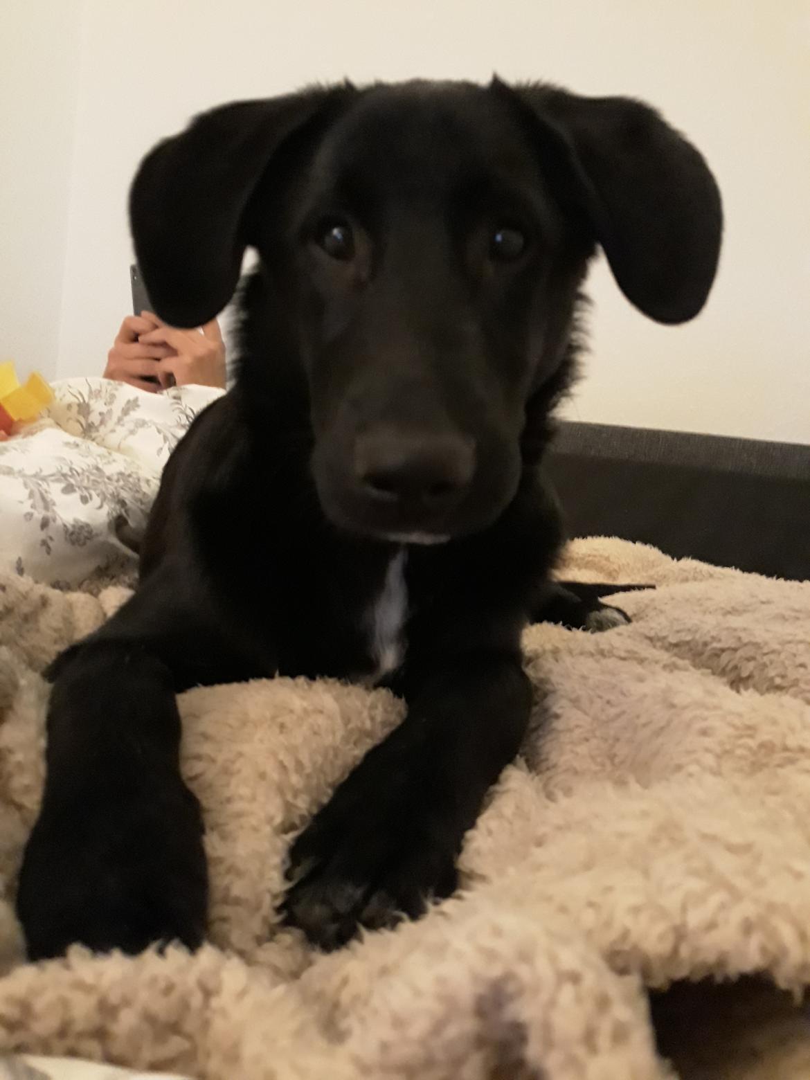 Blanding af racer Jørn  billede 12