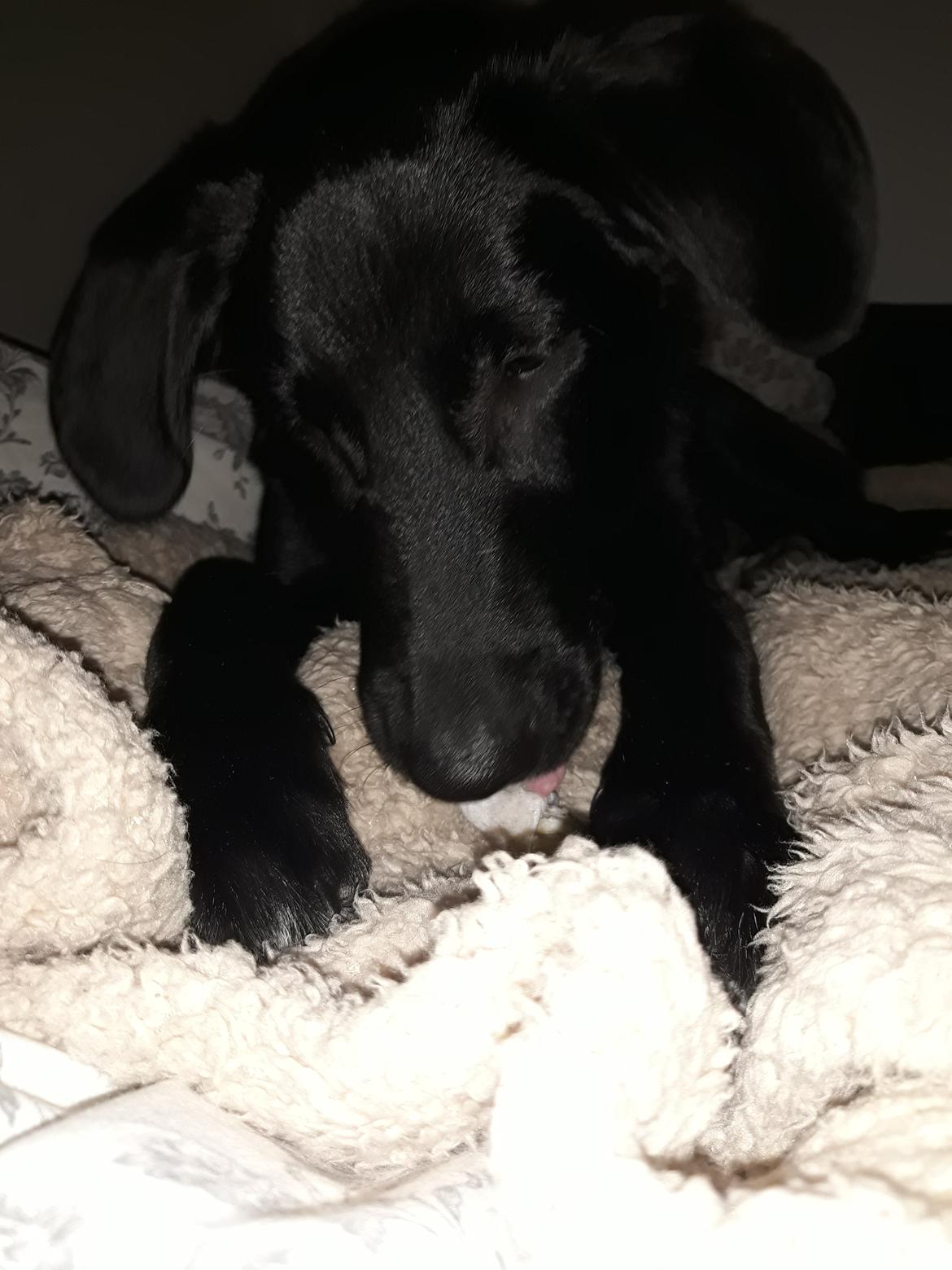 Blanding af racer Jørn  billede 13