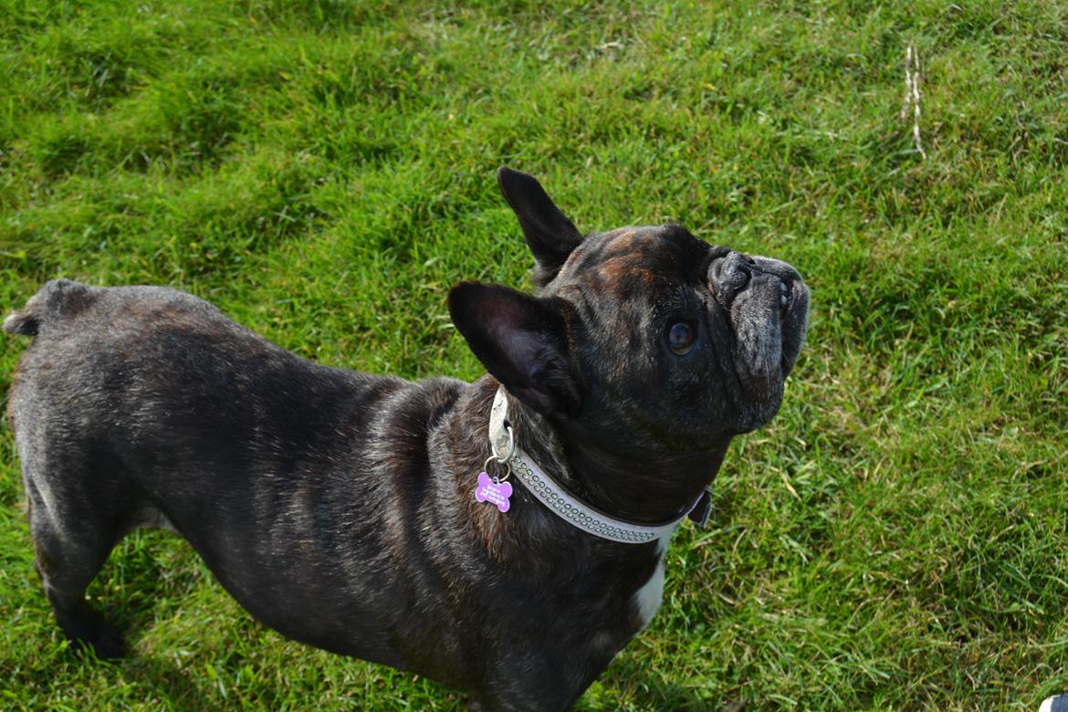 Fransk bulldog Berta billede 32