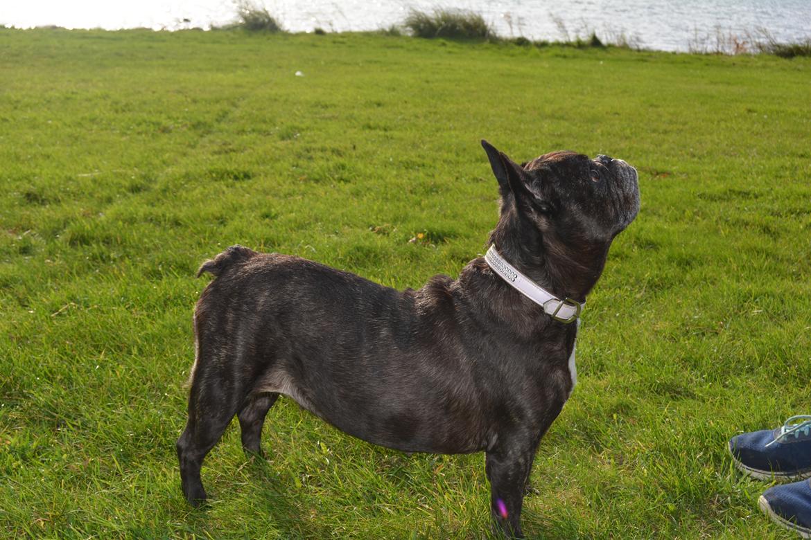 Fransk bulldog Berta billede 33