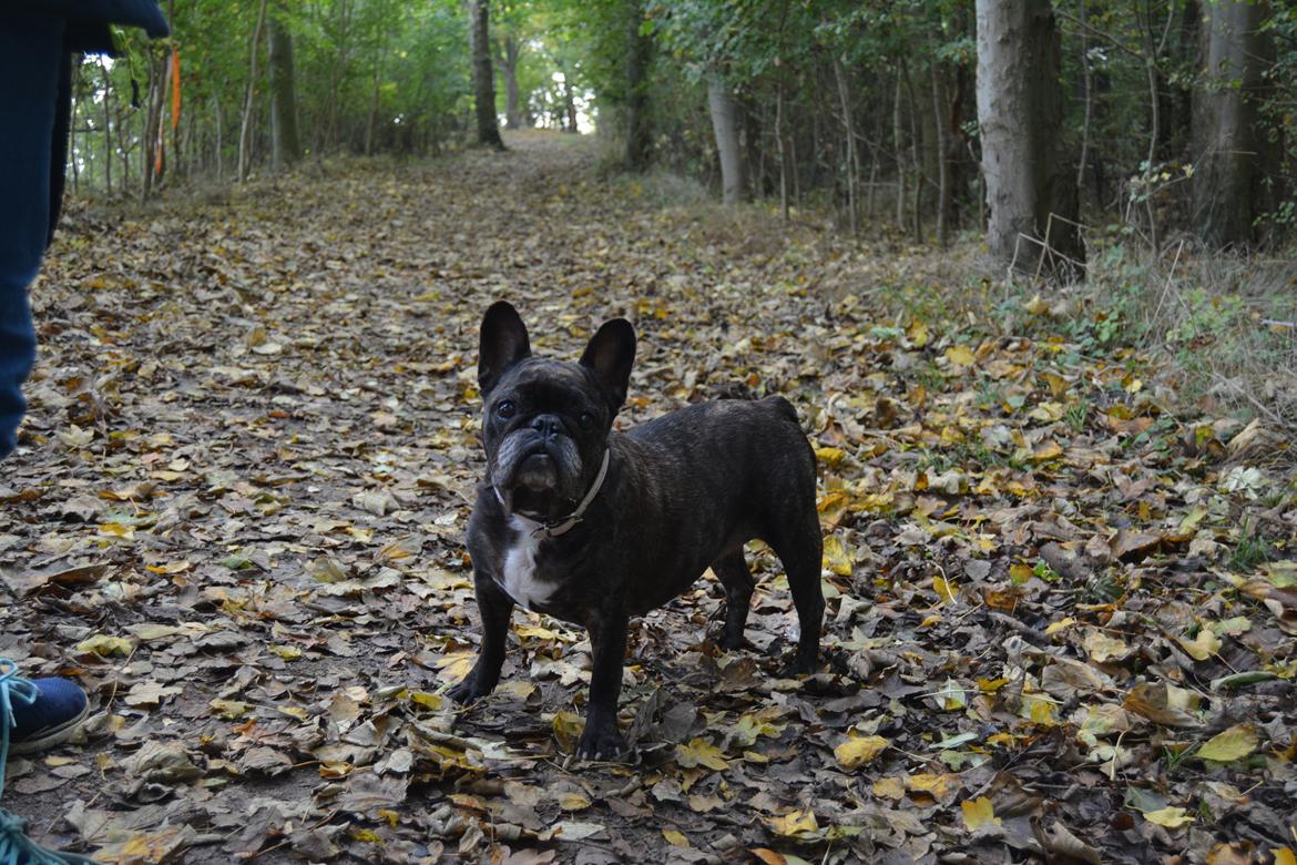 Fransk bulldog Berta billede 34