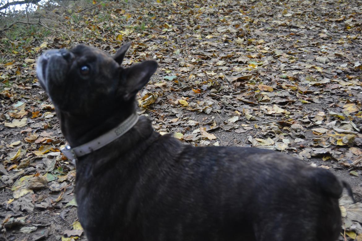 Fransk bulldog Berta billede 35