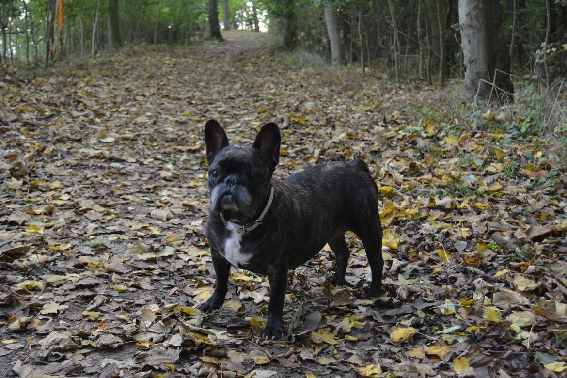 Fransk bulldog Berta billede 36