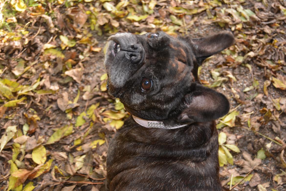 Fransk bulldog Berta billede 37