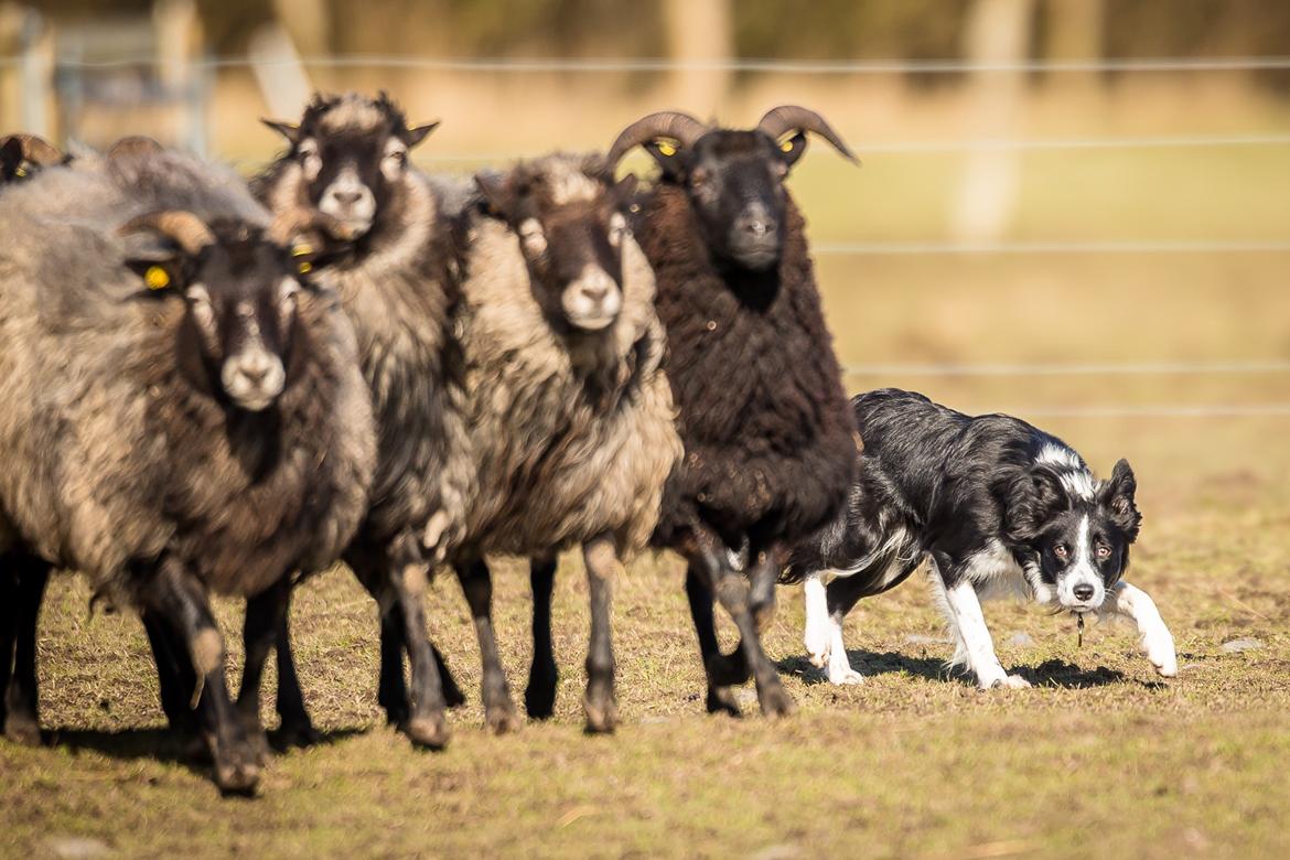 Border collie Menellis Rey billede 1