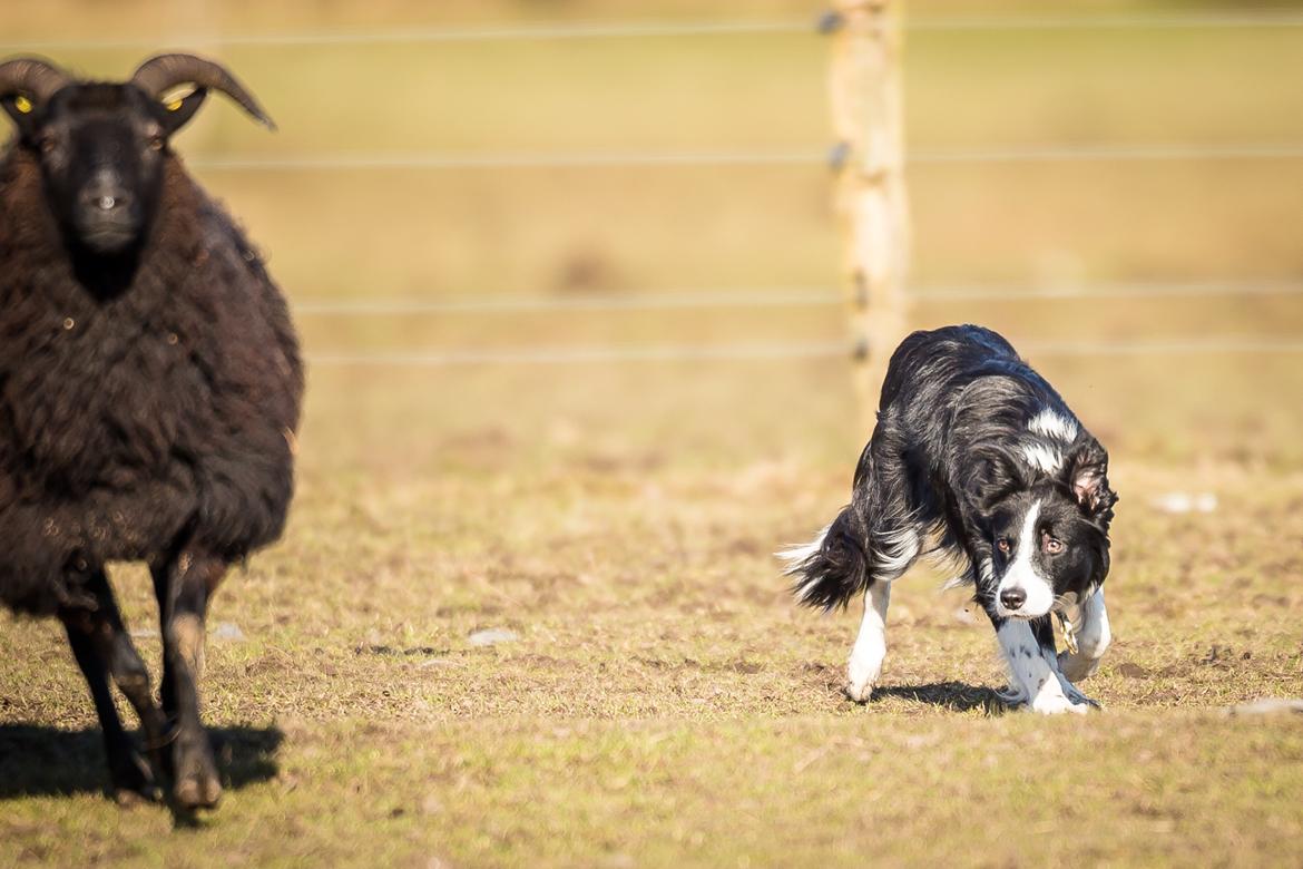 Border collie Menellis Rey billede 2
