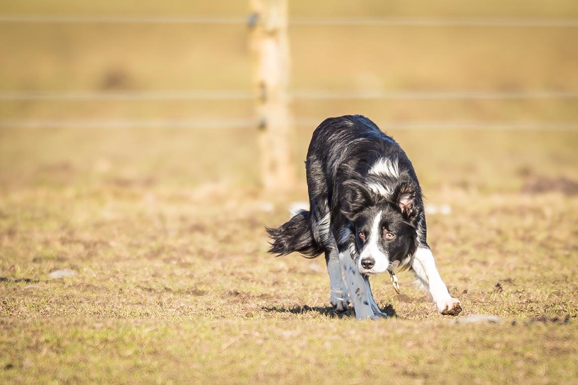 Border collie Menellis Rey billede 5