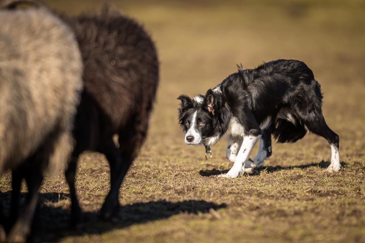 Border collie Menellis Rey billede 4