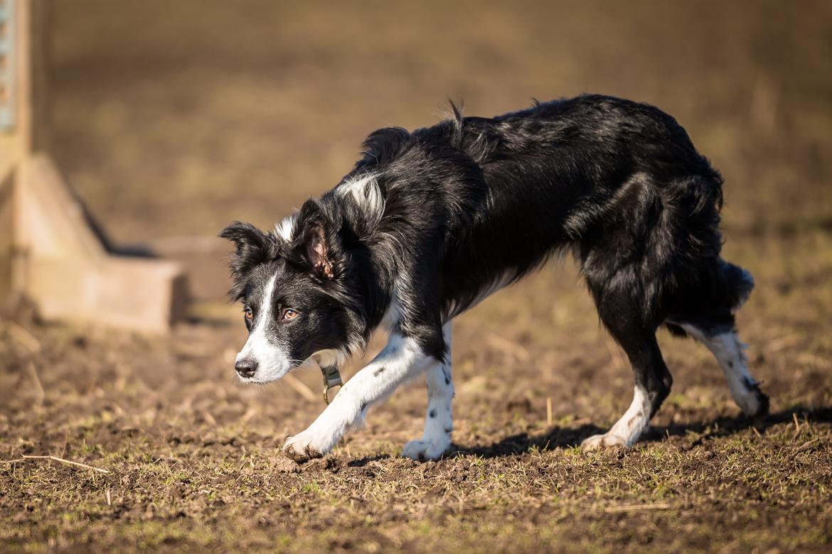 Border collie Menellis Rey billede 3