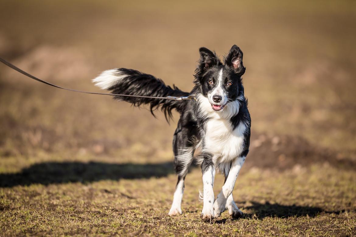 Border collie Menellis Rey billede 6