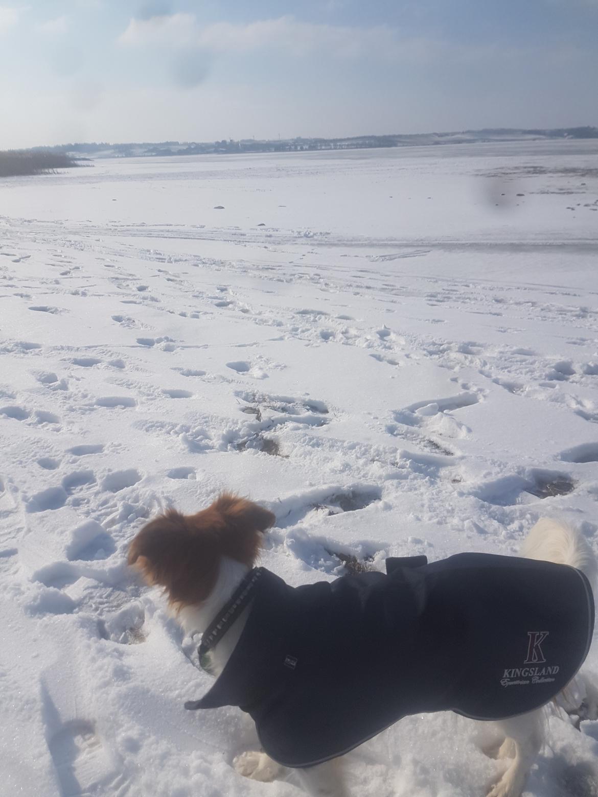 Kooikerhondje Clara billede 15