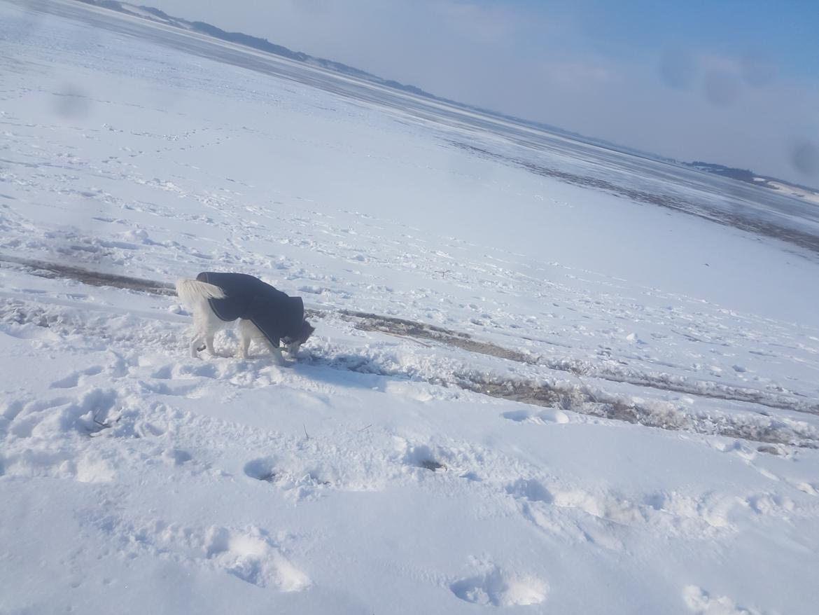 Kooikerhondje Clara billede 16