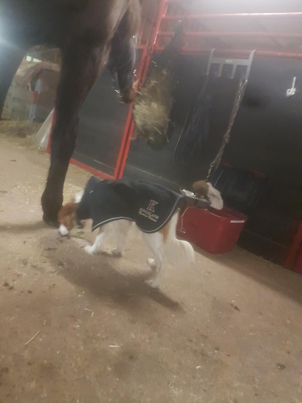 Kooikerhondje Clara billede 17