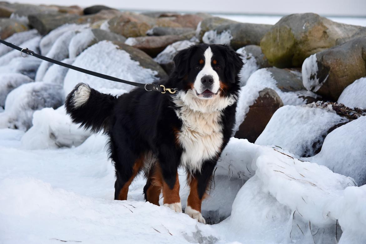 Berner sennenhund Lady Xiera's Teddy Bear (Leopold)  - På isen ved strandvejen billede 3