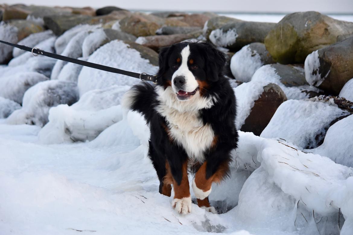 Berner sennenhund Lady Xiera's Teddy Bear (Leopold)  billede 6