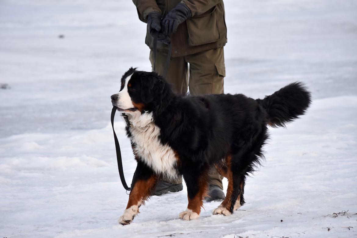 Berner sennenhund Lady Xiera's Teddy Bear (Leopold)  billede 7