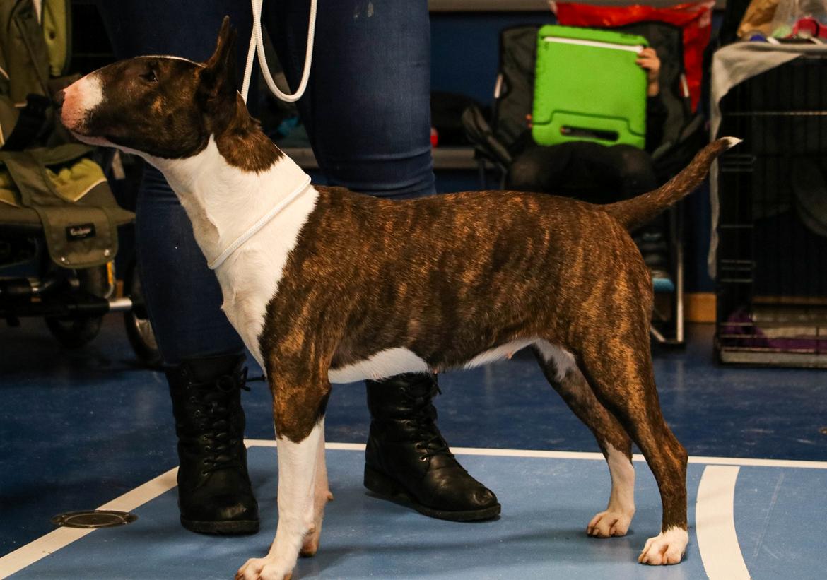 Bullterrier Qwerty (Danmar Bull's Rainbow Dash) - DTK hårlev 9 mdr billede 12