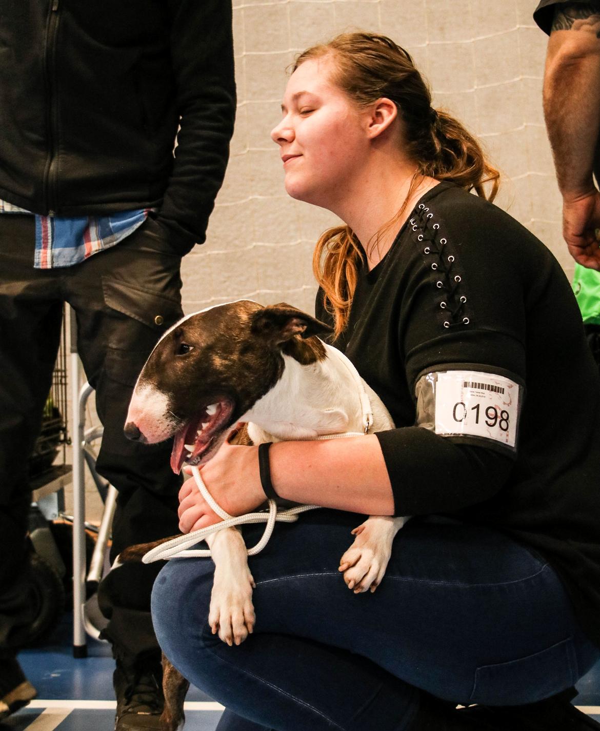 Bullterrier Qwerty (Danmar Bull's Rainbow Dash) - Min kærlige kælegris <3 billede 14